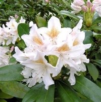 Rhododendron CUNNINGHAMS WHITE
